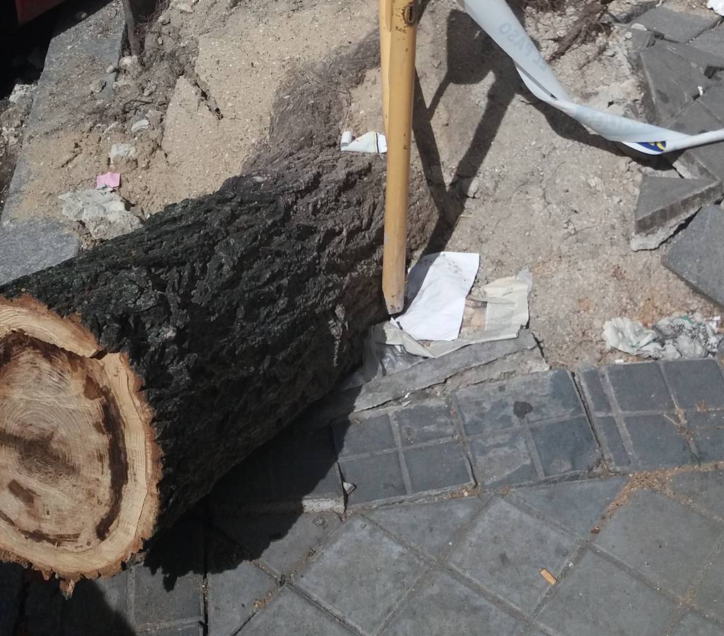 Fatales caídas de árboles