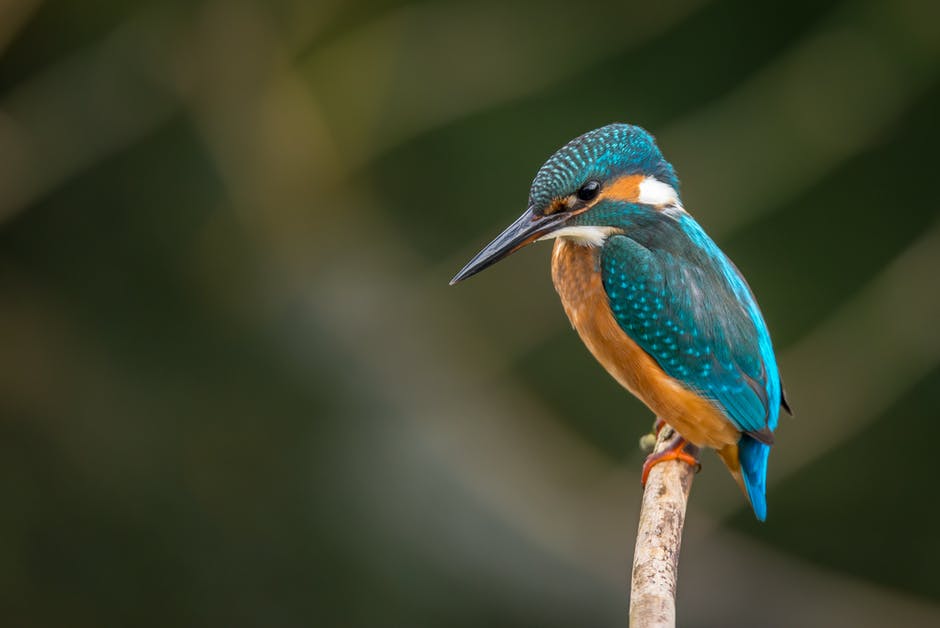 Que cante el pájaro, aunque la rama cruja.