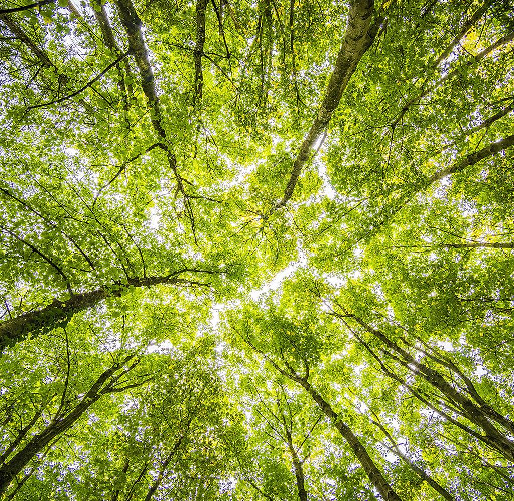 Medioambiente y valores sostenibles: De la obligación a la voluntariedad en Gobierno Corporativo.