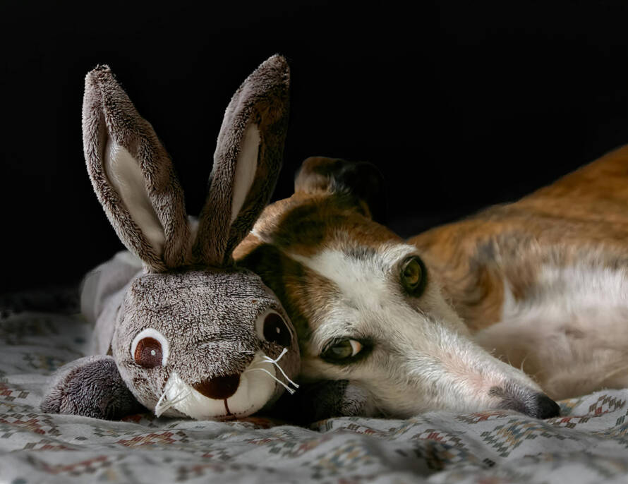 Los animales también necesitan un abogado